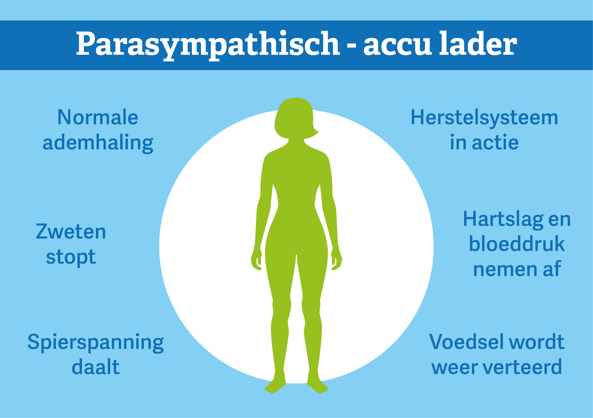 zenuwstelsel-parasympathicus-tekengebied-1