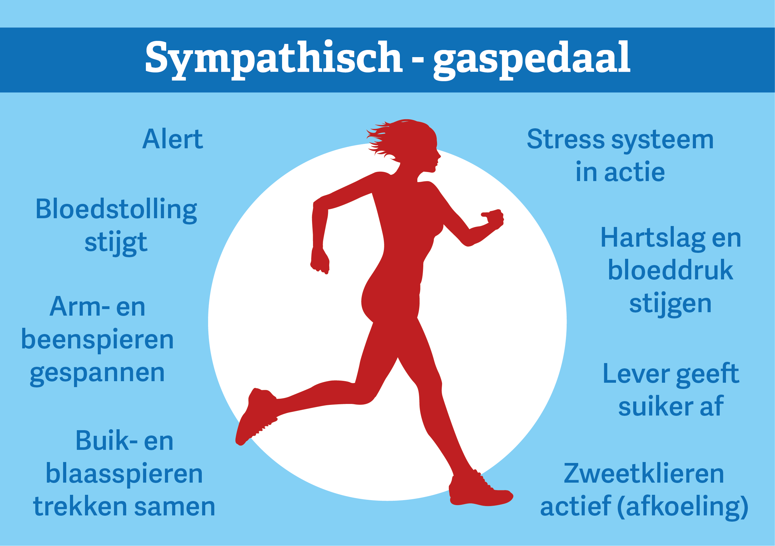 zenuwstelsel-sympathicus-tekengebied-1
